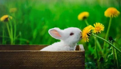 乐鱼体育在线——开启极致体育娱乐体验的新纪元